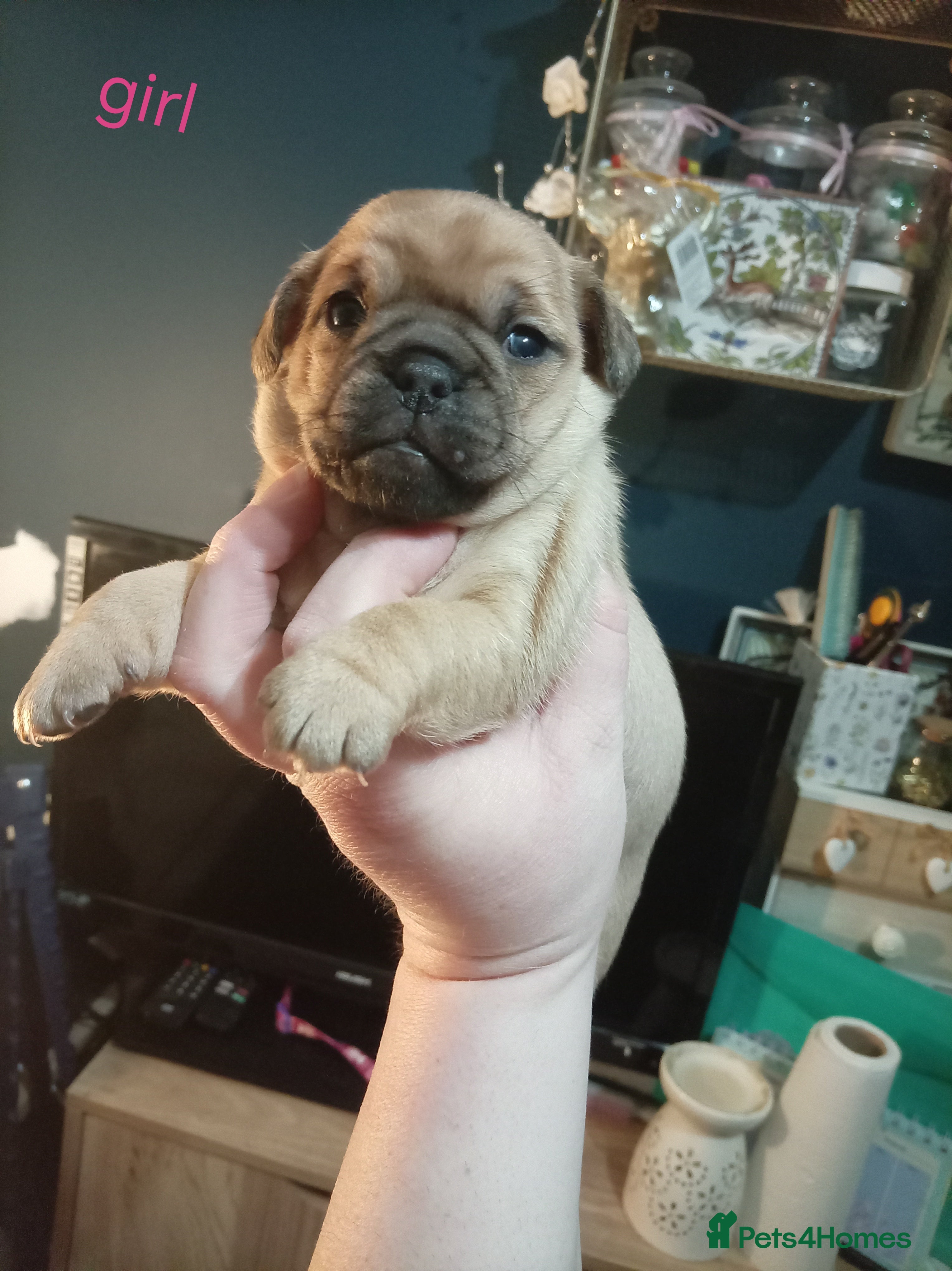 Jug dogs Jug puppies Jack Russell x pug puppies available - Advert 3