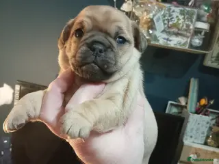 Jug dogs Jug puppies Jack Russell x pug puppies available - Advert 2