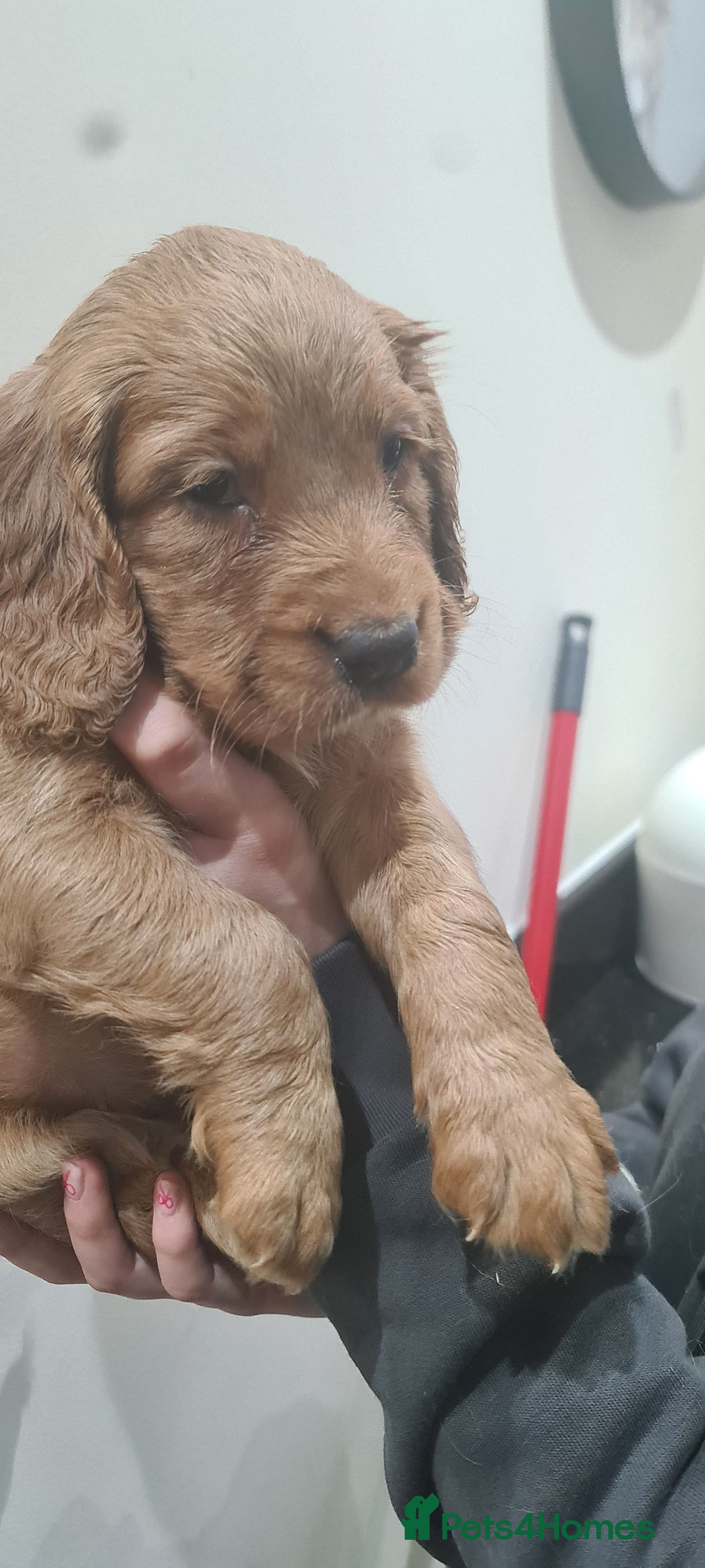 Cocker Spaniel dogs Beautiful KC Cocker Spaniel Puppies for sale  - Advert 17