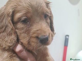 Cocker Spaniel dogs Beautiful KC Cocker Spaniel Puppies for sale - Advert 3