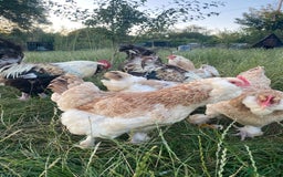 Mixed Breed birds for sale: Point of lay Hens & Pullets – VARIOUS BREEDS 🦚  - Image 6