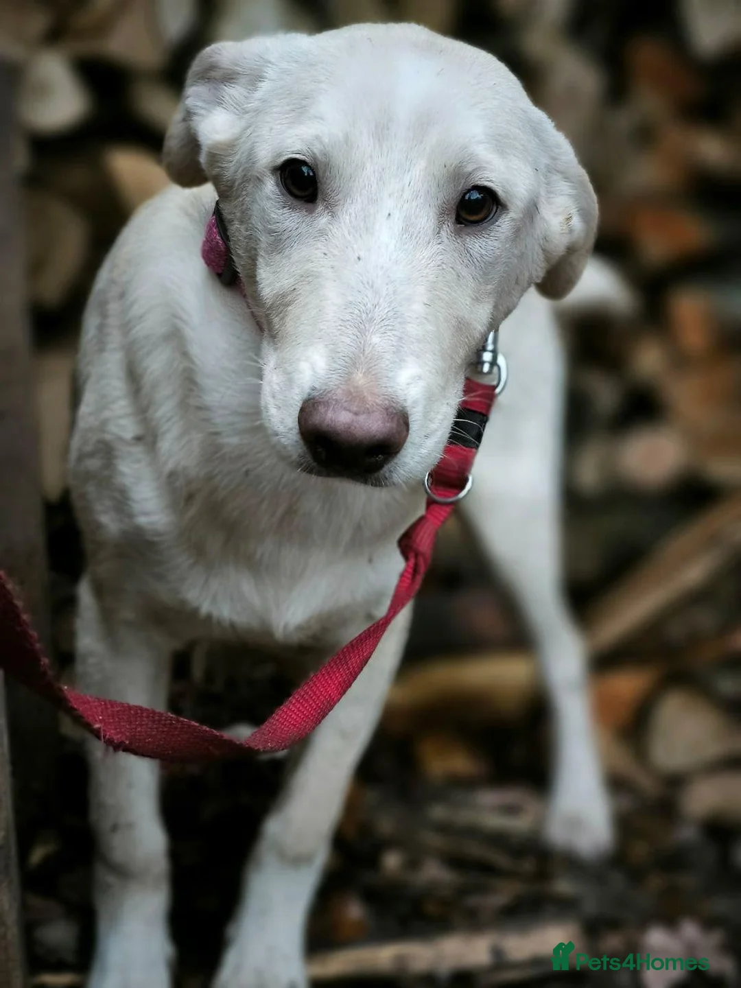 Mixed Breed dogs for adoption: 💙MOROZKO💙9 months Affectionate•Gentle•Puppy-like in Oxford - Advert 9