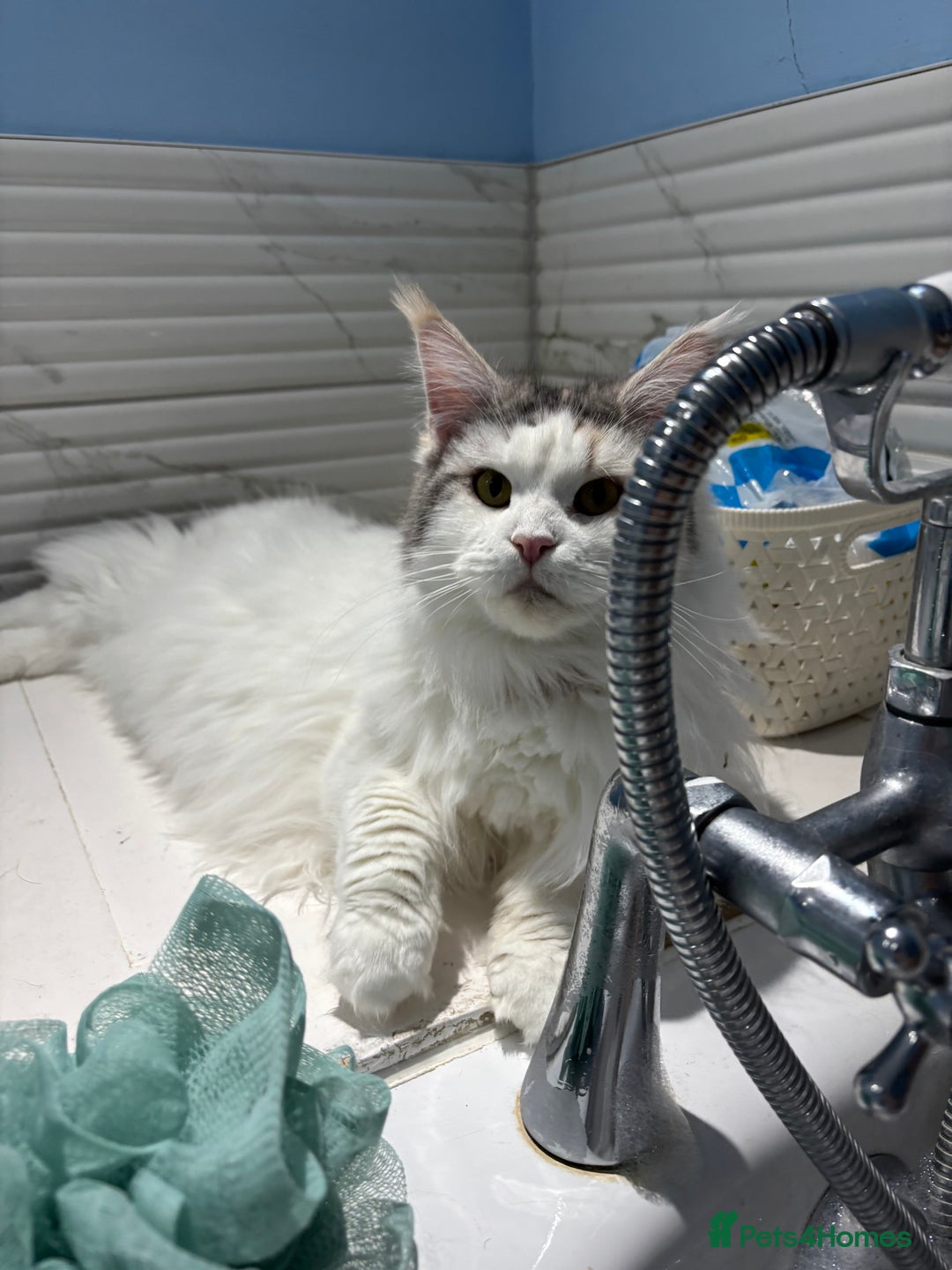 Mixed Breed cats for sale: Kittens Mainecoon cross 4 male 1 female 😻🐈 - Advert 2