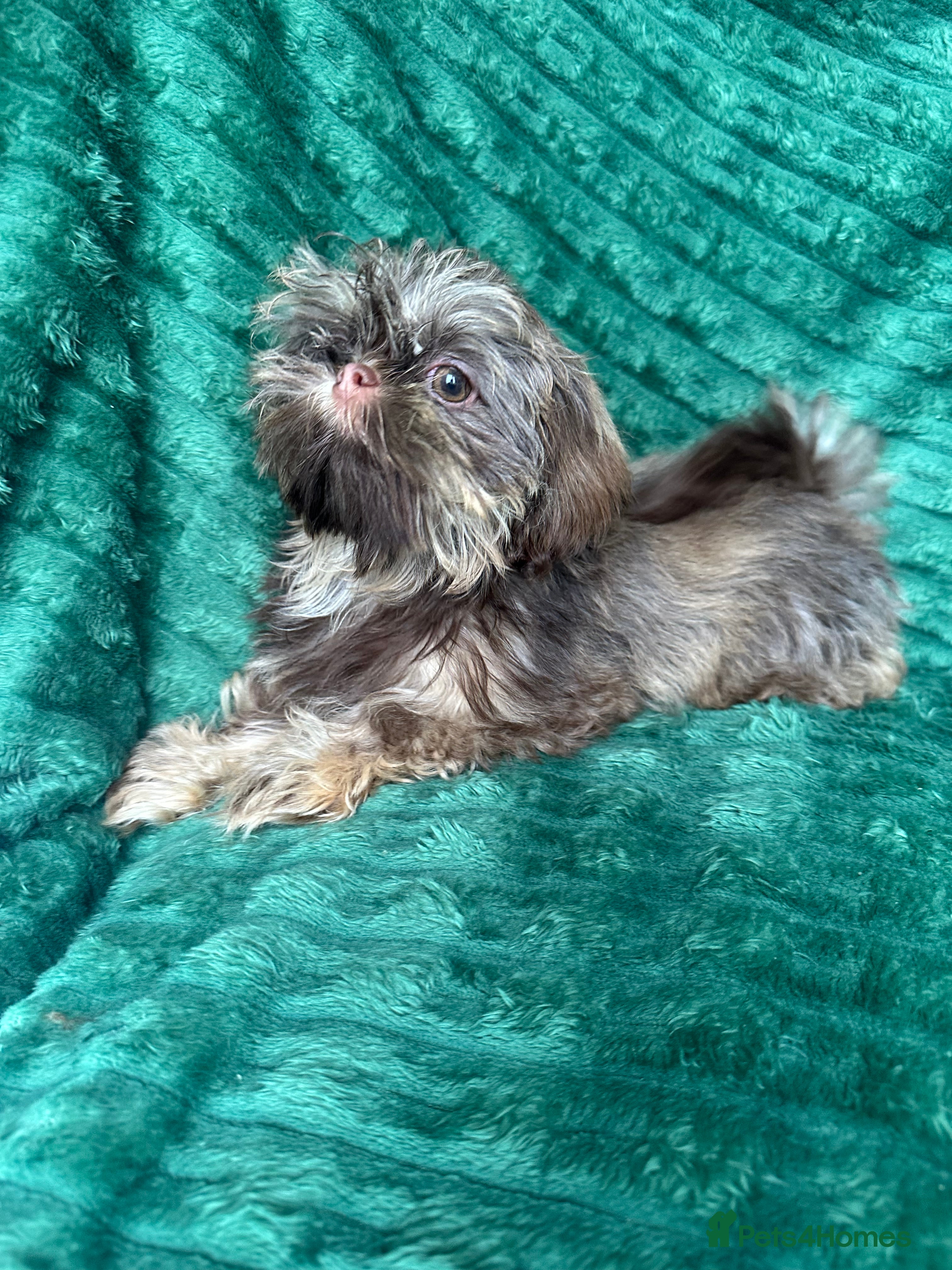 Shih Tzu dogs 1 BOY AVAILABLE  - Advert 9