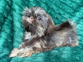 Shih Tzu dogs 1 BOY AVAILABLE - Advert 11