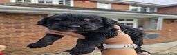 Goldendoodle dogs for sale: 🐾 Beautiful F1 Goldendoodle Puppies Available 🐾  - Advert 4