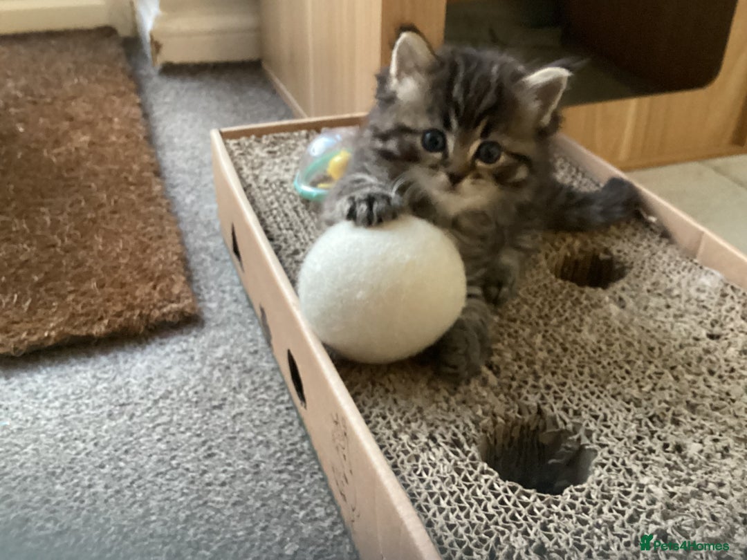 Ragdoll cats for sale: Adorable Ragdoll x Chinchilla Tabby - Image 10