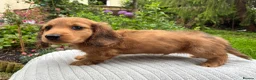 Miniature Dachshund dogs for sale: GORGEOUS KC reg PRA CLEAR MINI DACHSHUND PUPPIES - Advert 18