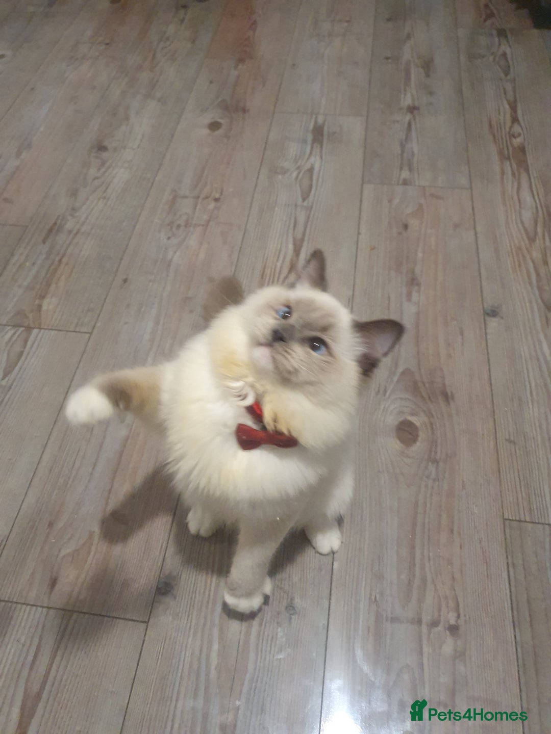 Ragdoll cats for sale: 6.5Months RagdollBoys - Advert 10