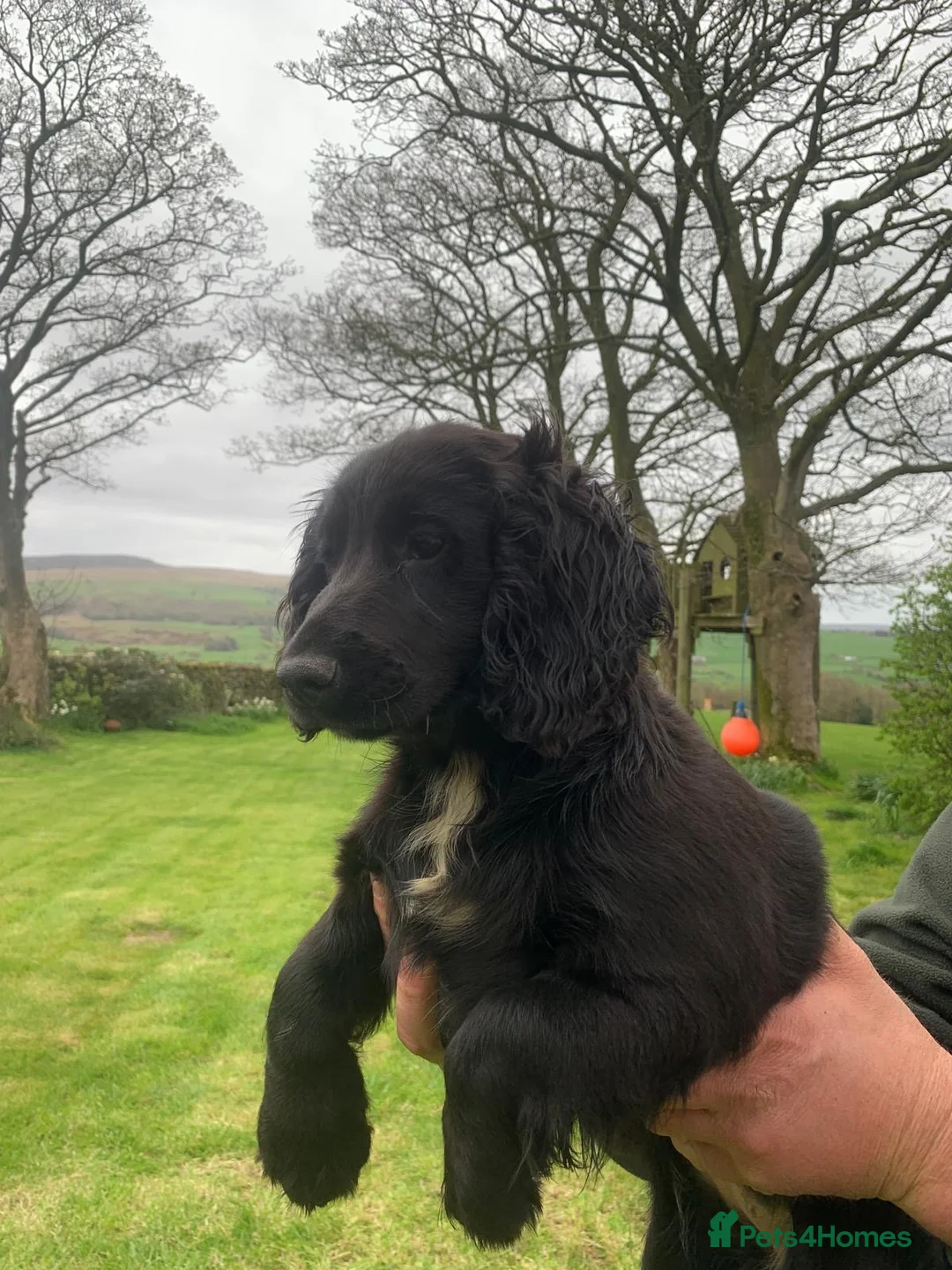 Cocker Spaniel dogs for sale: Working Cocker Spaniels - Advert 1