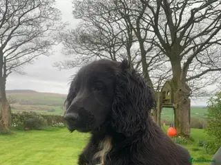 Cocker Spaniel dogs Working Cocker Spaniels - Advert 3