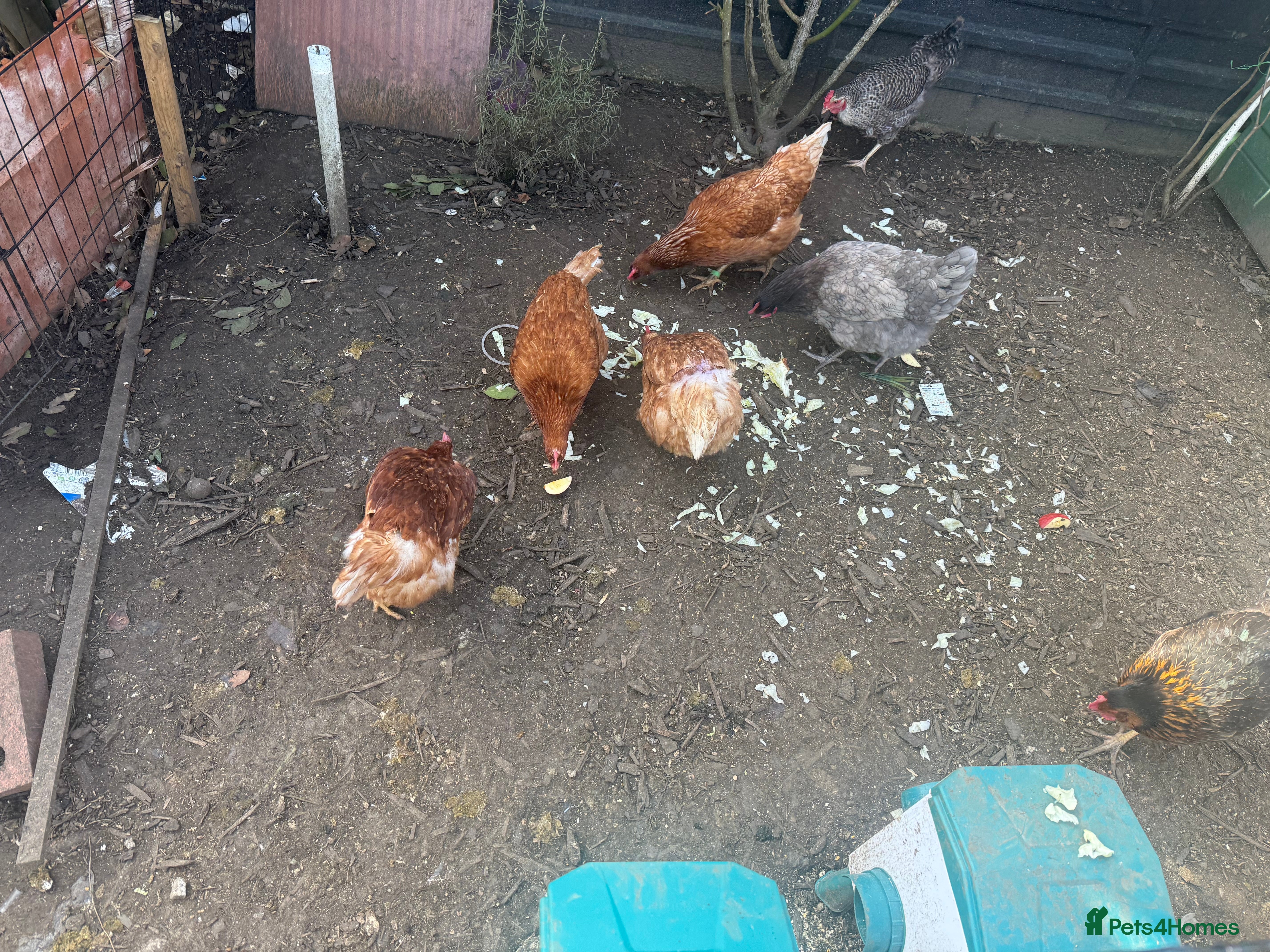 Chickens poultry 8 Lovely Hens looking for a new home - Advert 2