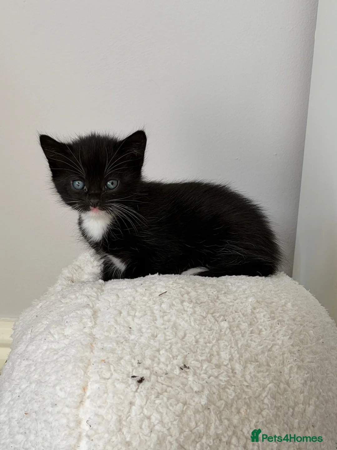 Mixed Breed cats for sale: Beautiful kittens looking for loving homes 🐾 in Whitchurch - Advert 2