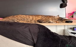 Maine Coon cats for sale: Loving Brown Tabby Maine Coon Girl 🧡 - Image 2