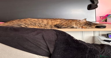 Maine Coon cats - Advert 3