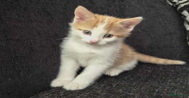 Mixed Breed cats - Advert 13