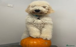 Goldendoodle dogs for stud: Multigenerational Goldendoodle for Stud  - Image 16