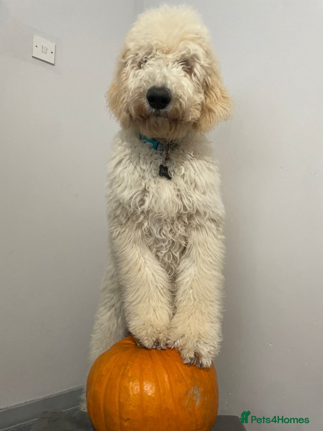 Goldendoodle dogs for stud: Multigenerational Goldendoodle for Stud  - Image 16