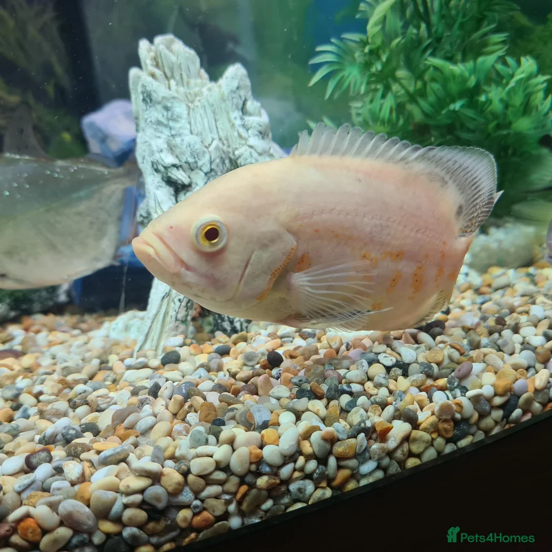 Cichlids fish for sale: Breeding Pair of Tiger Oscars - Advert 2