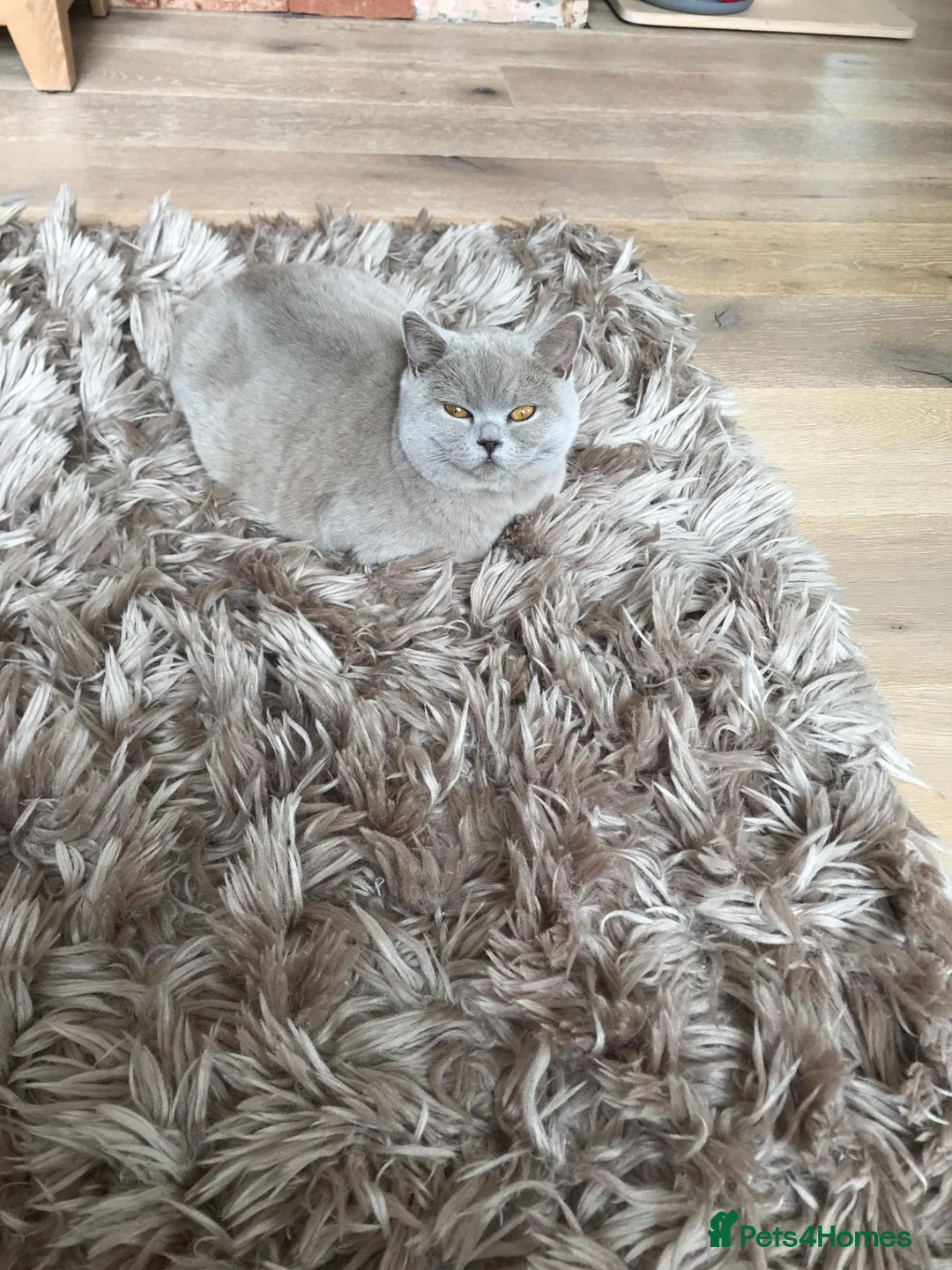 British Shorthair cats for sale: BEAUTIFUL RETIRED QUEEN - Advert 2