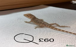 Bearded Dragon reptiles for sale: Various Baby Bearded Dragons For Sale - Advert 35