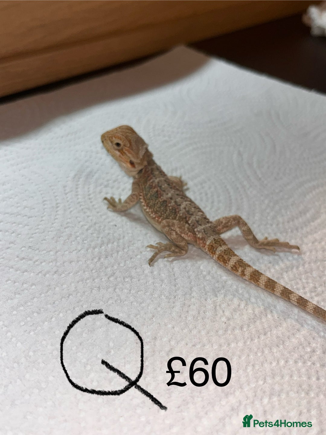 Bearded Dragon reptiles for sale: Various Baby Bearded Dragons For Sale - Advert 35