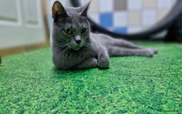 Chartreux cats for sale: Chartreux adult mum and daughter  - Image 15