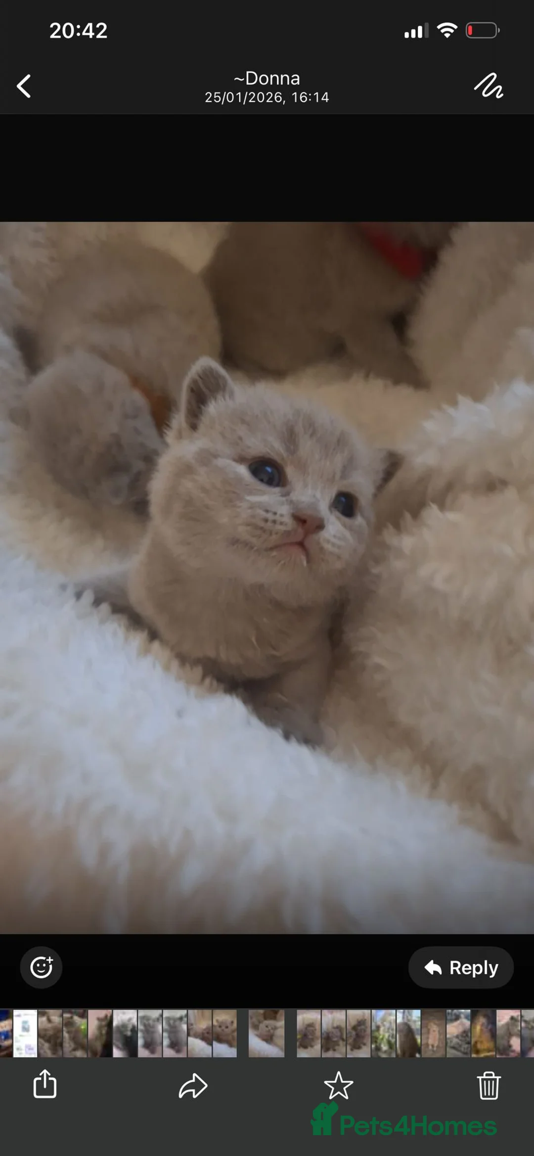 British Shorthair cats for sale: Only 1 blue boy & 1 blue girl available to reserve - Advert 30