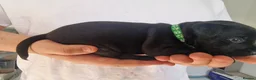 Patterdale Terrier dogs for sale: 1 left - Working Patty Pup - Advert 15
