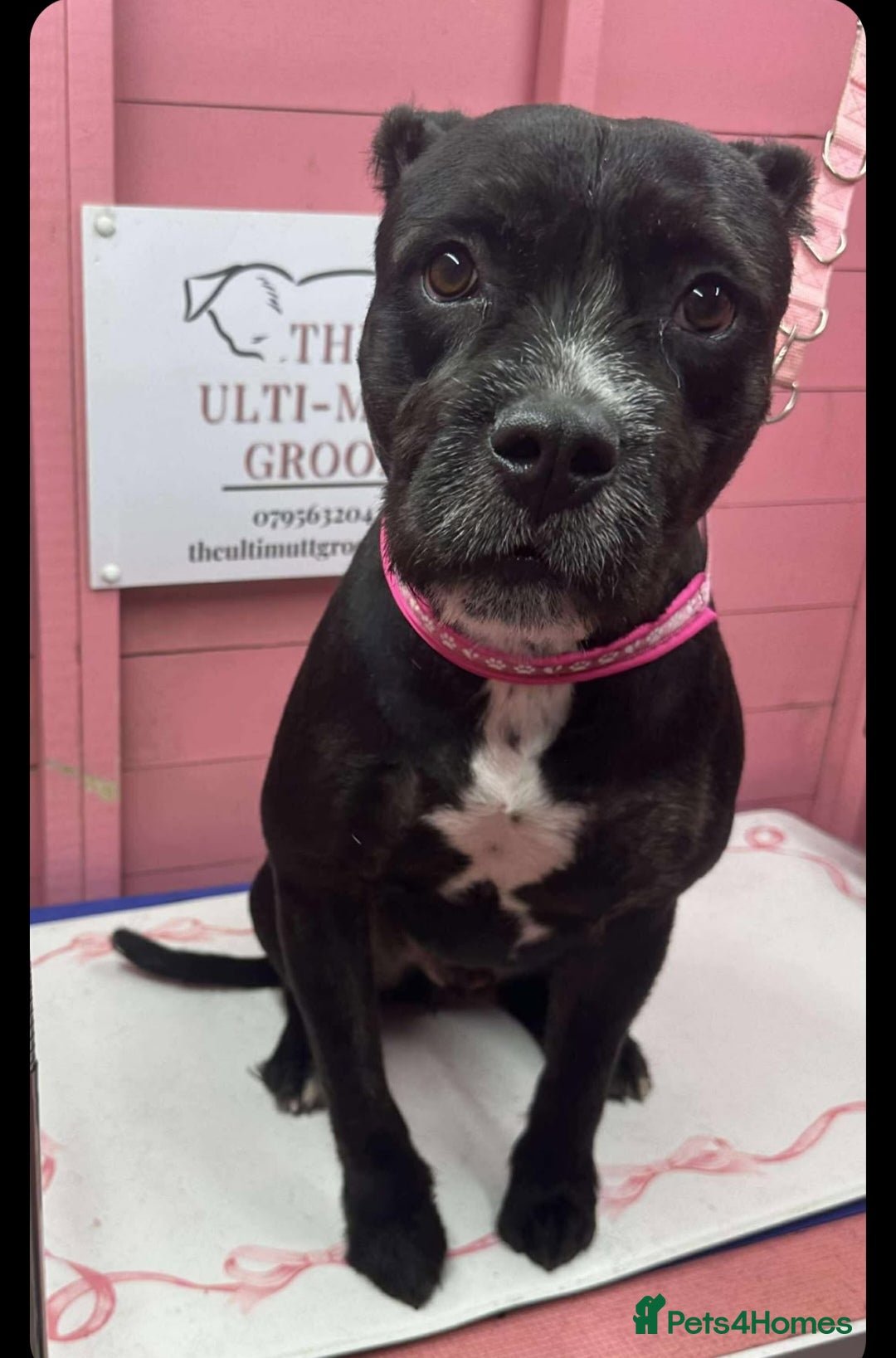 Mixed Breed dogs for sale: Meet Teddy devastated to have to rehome - Advert 8