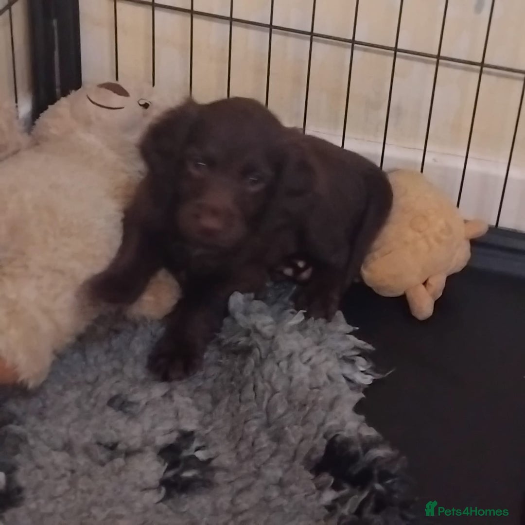 Sprocker dogs for sale: Sprockers  - Image 9