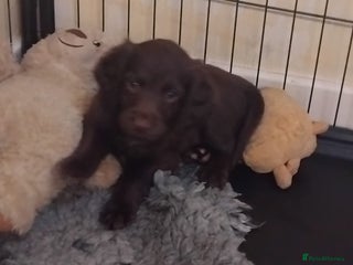 Sprocker dogs - Advert 1