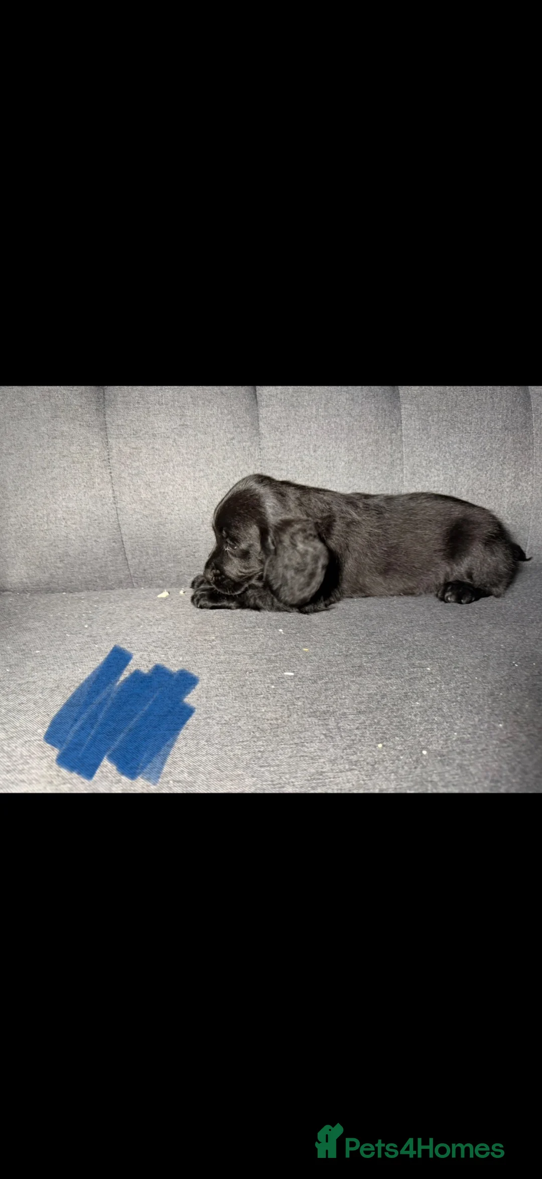 Cockapoo dogs for sale: 3 stunning cockerpoo puppies left 2 girls, 1 boy.  - Advert 2