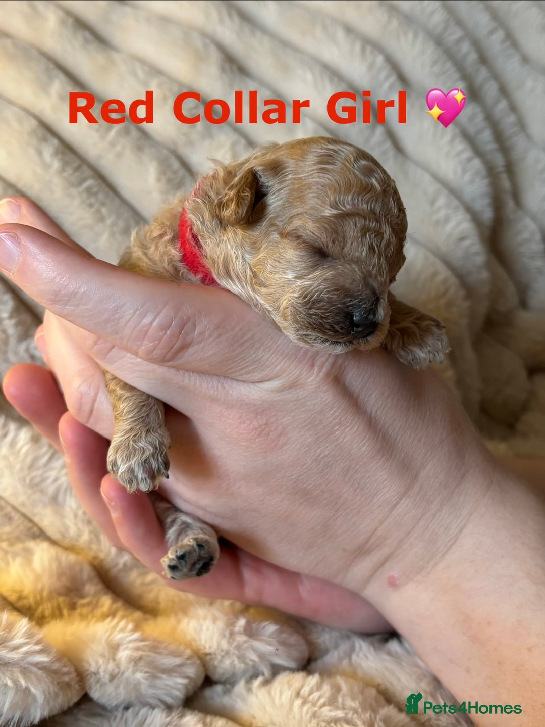 Maltipoo dogs for sale: 🌟Stunning Litter of Teddy🧸DNA tested Maltipoos  - Advert 18