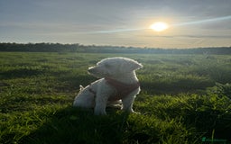 Labradoodle dogs for sale: Heal tested F1b miniature labradoodles - Image 21