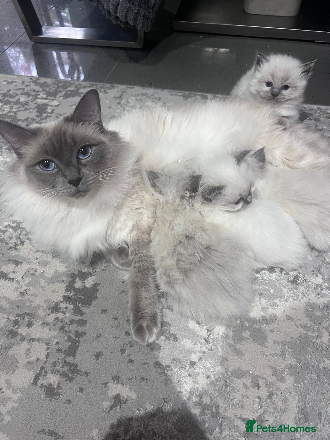 Ragdoll cats for sale: Adorable Ragdoll kittens  - Advert 1