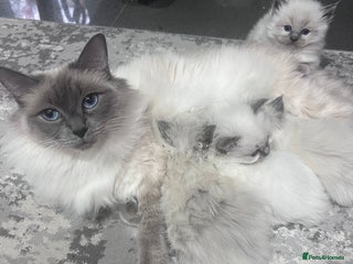 Ragdoll cats Adorable Ragdoll kittens - Advert 1