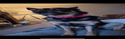 German Shepherd dogs for stud: Available for stud German shepherd cross in Liversedge - Advert 7