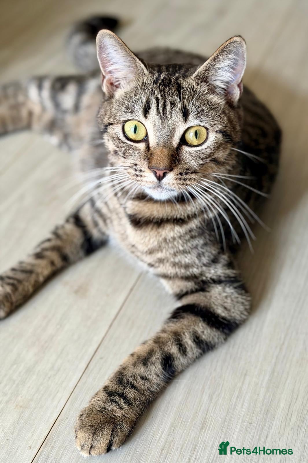Mixed Breed cats Beautiful tabby kittens - Advert 1