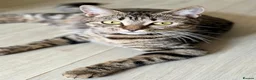 Mixed Breed cats for sale: Beautiful tabby kittens - Advert 1