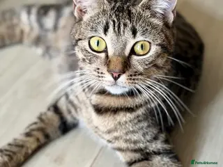 Mixed Breed cats Beautiful tabby kittens ready for new homes - Advert 2