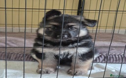 German Shepherd dogs for sale: Stunning chunky long haired German Shepherd puppy - Image 8
