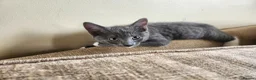Mixed Breed cats for sale: 3 Beautiful Kittens for sale - Advert 2