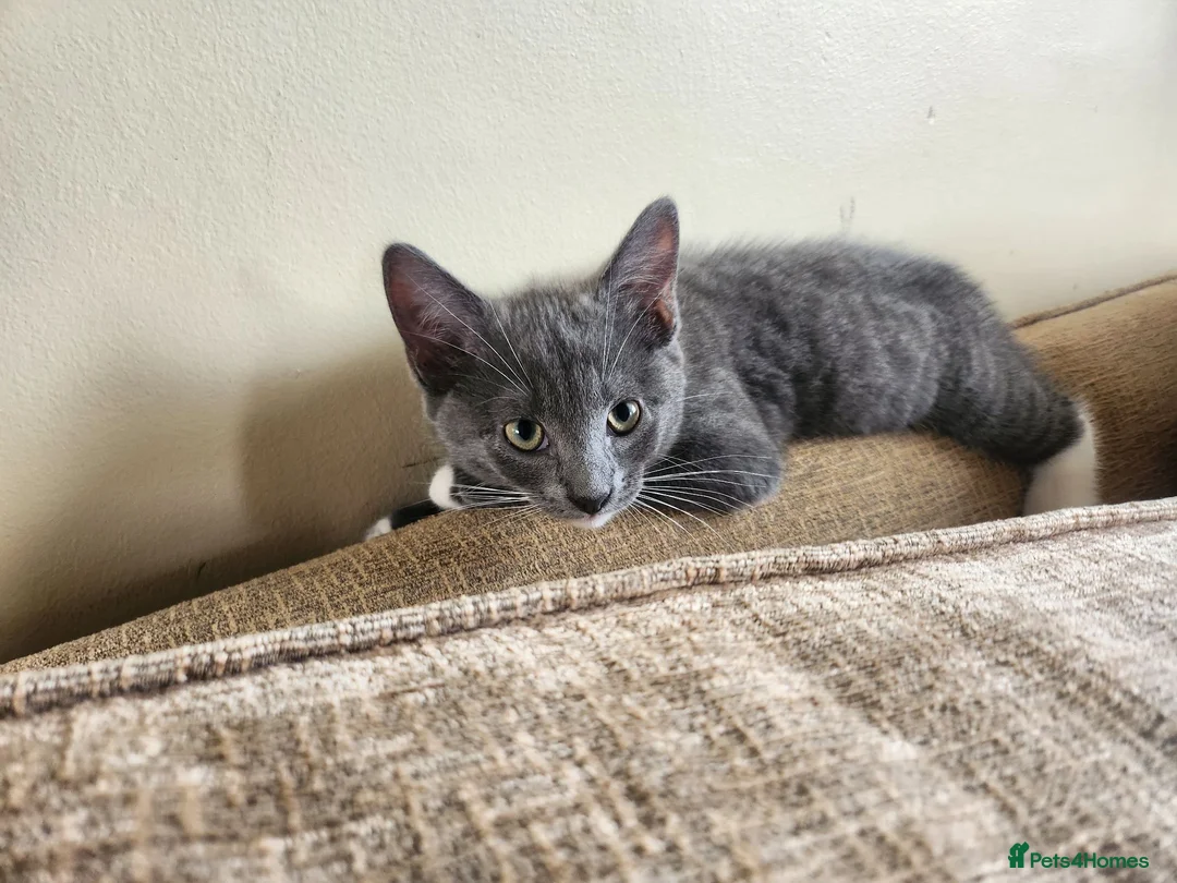 Mixed Breed cats for sale: 3 Beautiful Kittens for sale - Advert 2