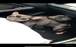 French Bulldog dogs for sale: Hugo and Nova  - Image 5