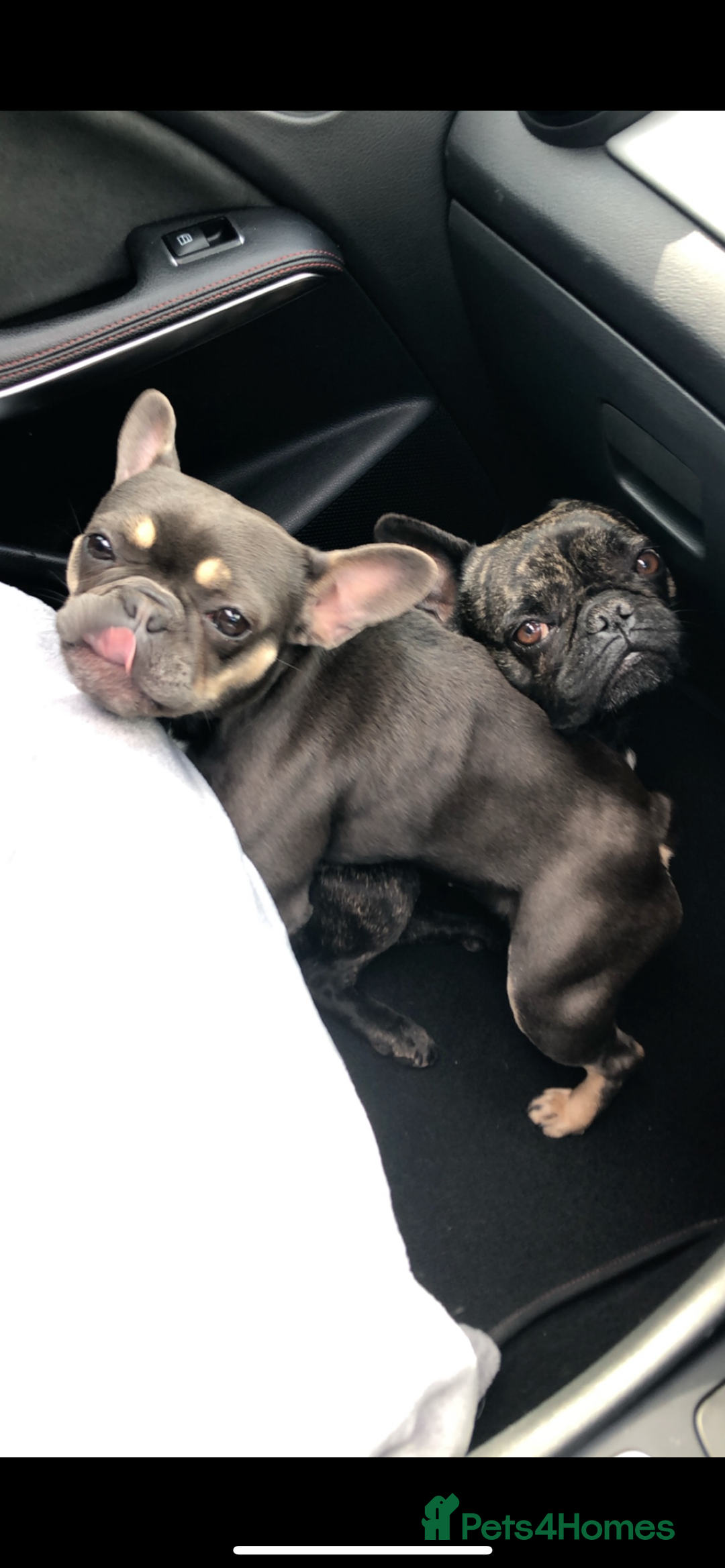 French Bulldog dogs for sale: Hugo and Nova  - Image 5