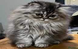 British Longhair cats for sale: 3 Adorable British Longhair x Persian Kittens  - Image 16