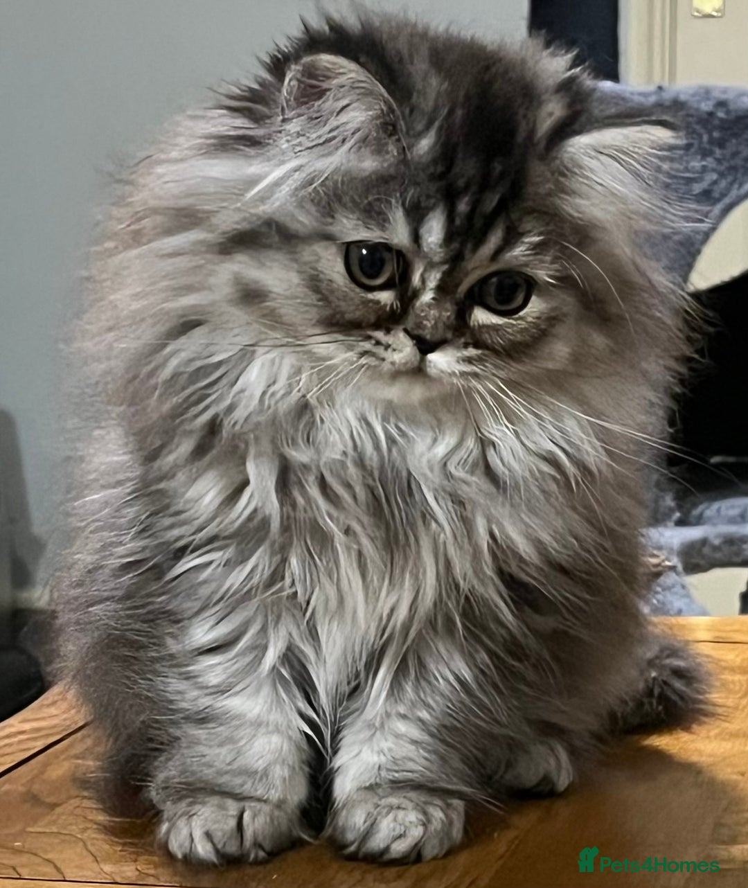 British Longhair cats for sale: 3 Adorable British Longhair x Persian Kittens  - Image 16