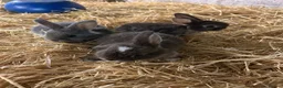 Mini Lop rabbits for sale: Mini lop - Advert 3