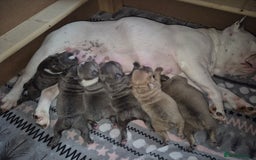 French Bulldog dogs for sale: French bulldogs - Image 6